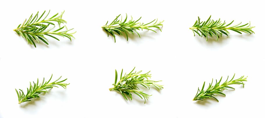 green leaf plants, rosemary, set, collection, natural, organic, spice, farm, food, green
