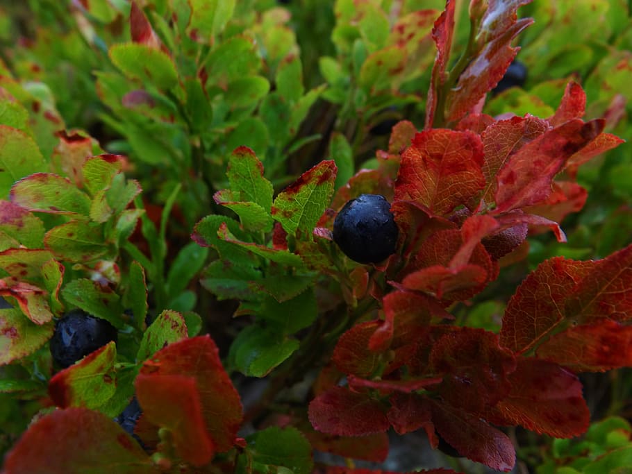 macro, blueberries, bilberry, forest, garden, fruit, healthy eating, food, bio products, plant part