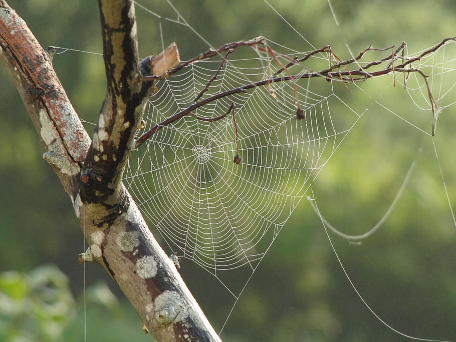 spider web, closeup, photography, tree, branches, pattern, insect, design, geometry, silk