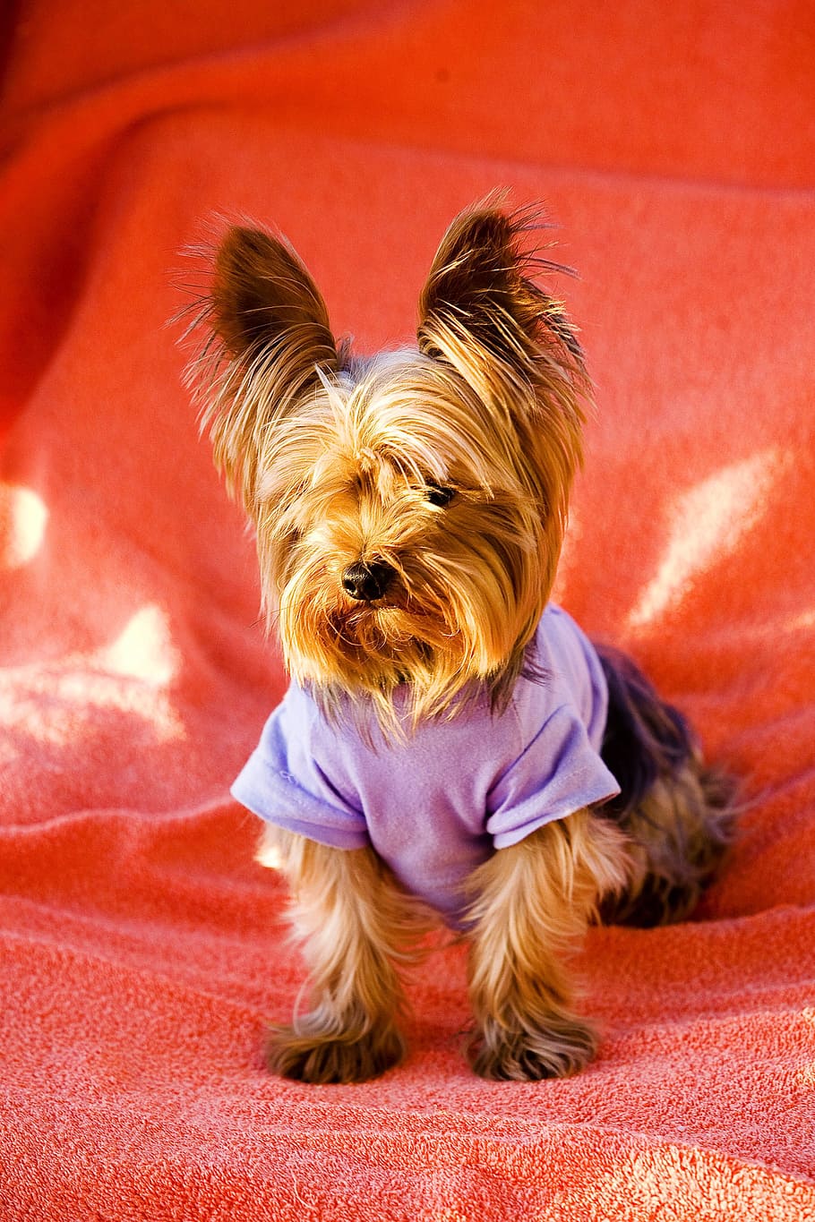 dog, pet, pets, yorkshire Terrier, animal, terrier, cute, puppy, small, purebred Dog