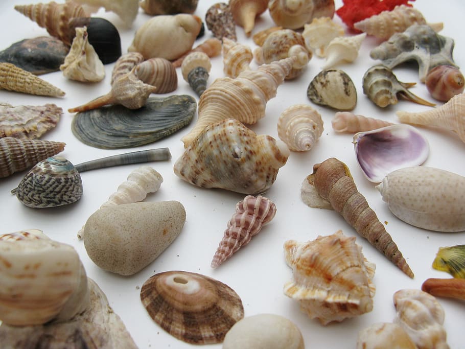 seashell lot, mussels, marine gastropods, meeresbewohner, macro, sea animals, housing, mother of pearl, water creature, shell