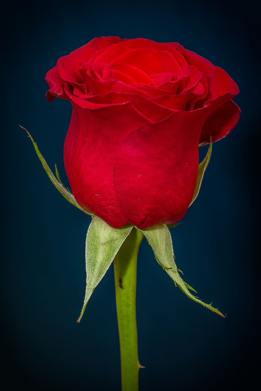 red, rose, green, stem, red Rose, flower, petal, fragility, flower head, freshness