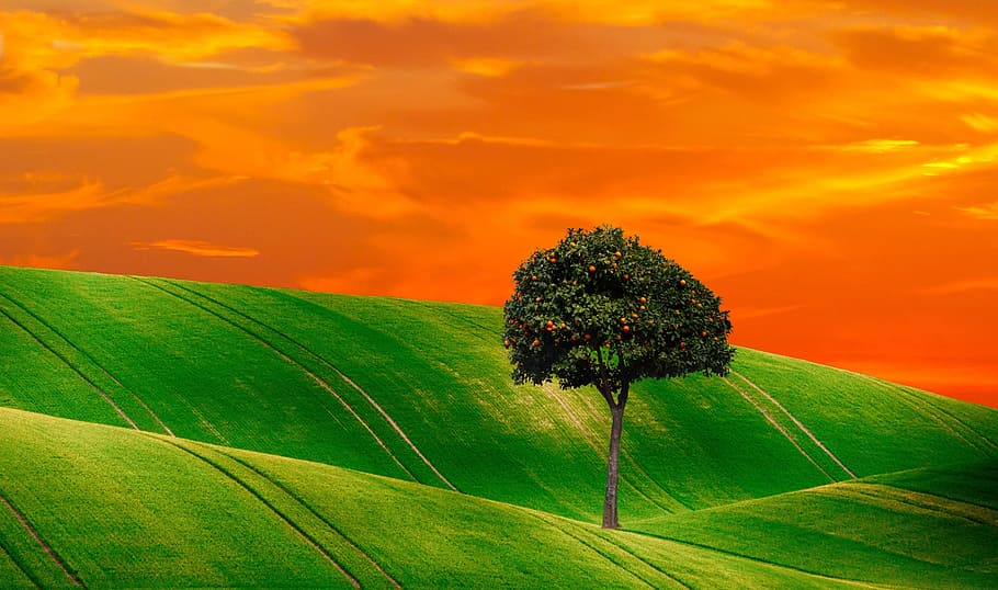 green, field, tree painting, orange tree, tree, nature, fruits, plant, periwinkle, landscape
