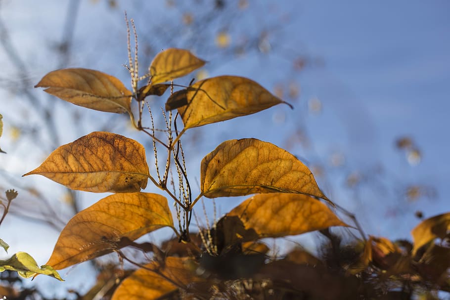 Finales de otoño, otoño, hojas, color, color de otoño, naturaleza, follaje de otoño, colorido, dorado, luz solar