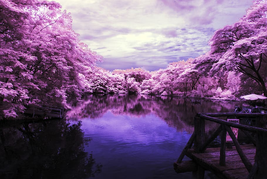 landscape, lake, purple trees, infrared photo, water, beauty in nature, plant, nature, flower, blossom
