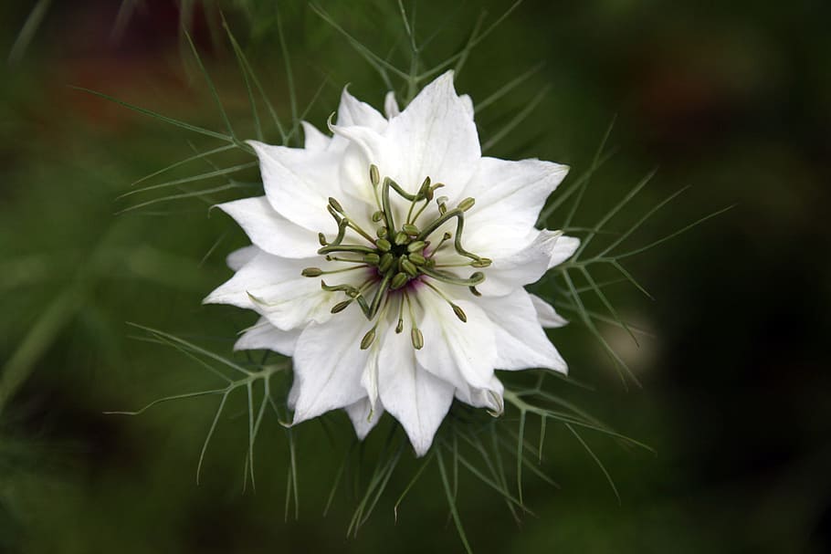 selective, focus photography, love-in-a-mist flower, Fennel, Flower, White, Respect, fennel flower, green, nature