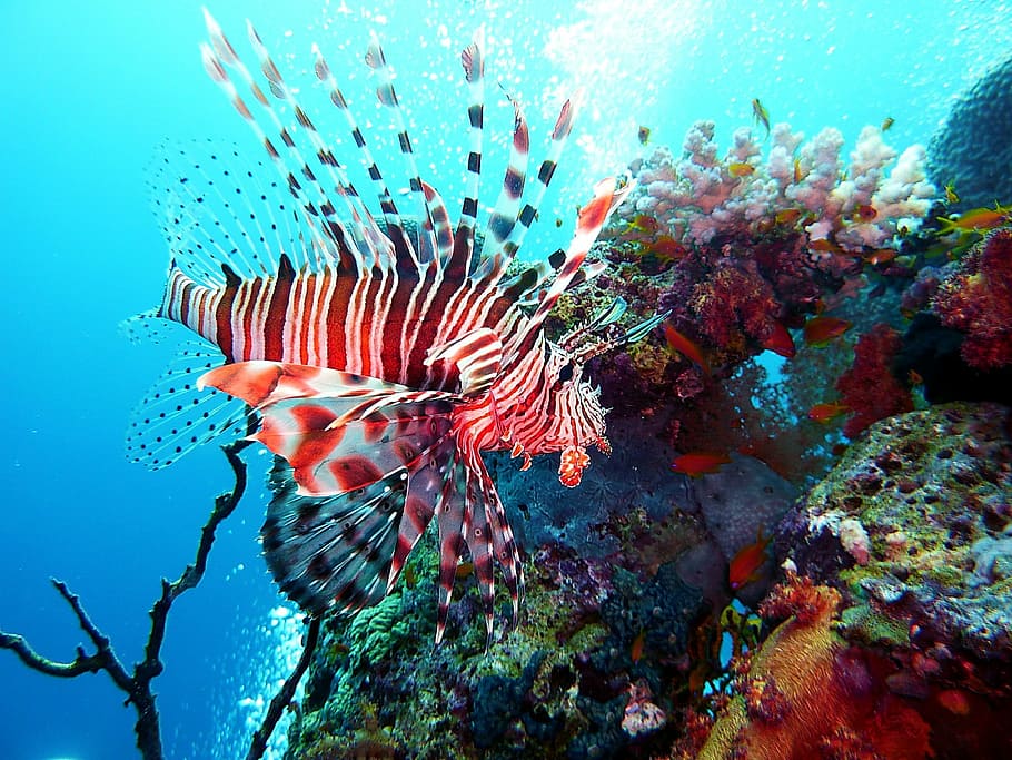 pez león bajo el agua, buceo, bajo el agua, pez fuego rojo, mundo submarino, peces, tóxico, riesgo, mar, fauna animal