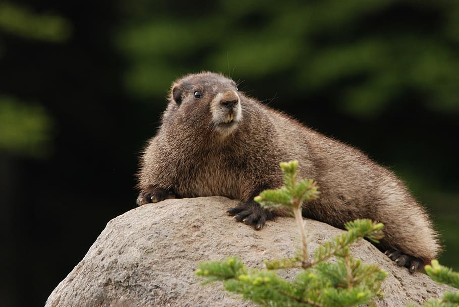 marrón, animal, gris, fotografía de enfoque selectivo de roca, marmota, marmota canosa, roca, sol, fauna, mamífero