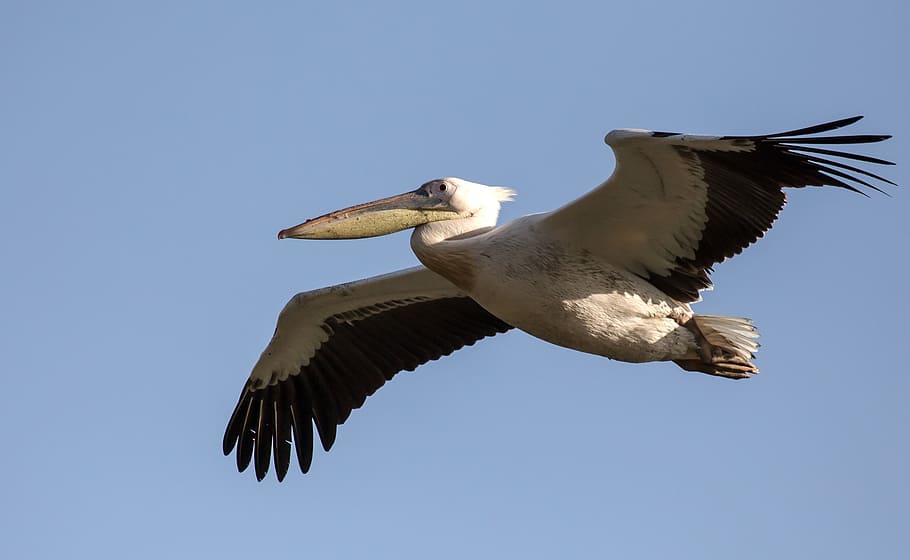 white, black, egret, flying, blue, sky, pelican, bird, wildlife, nature