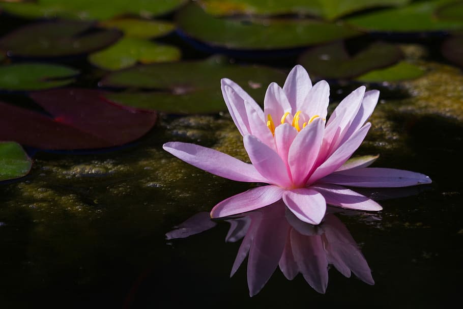 pink lotus flower, Water Lily, Pink, Aquatic Plant, Pond, flower, nature, pink water lily, lake rose, petal