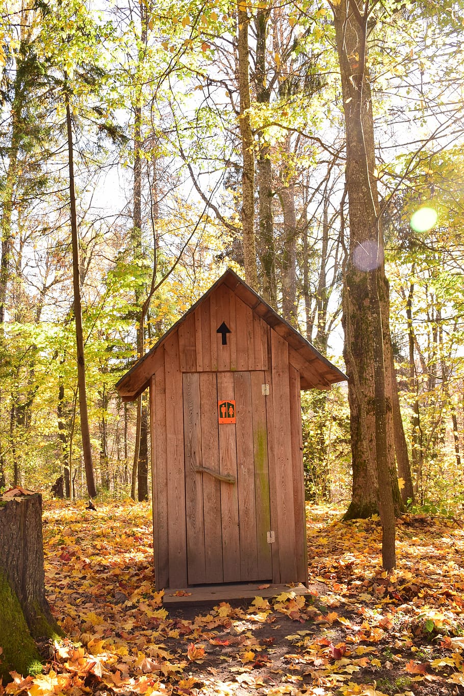 bathroom, toilet, wc, restroom, outdoor, forest, autumn, fall, public, tree