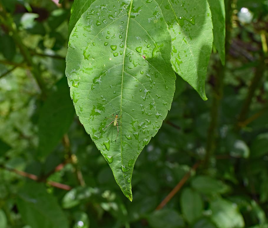ninfa de katydid na folha molhada, katydid, críquete de arbusto, inseto, animal, fauna, folha, folhagem, molhado da chuva, flora