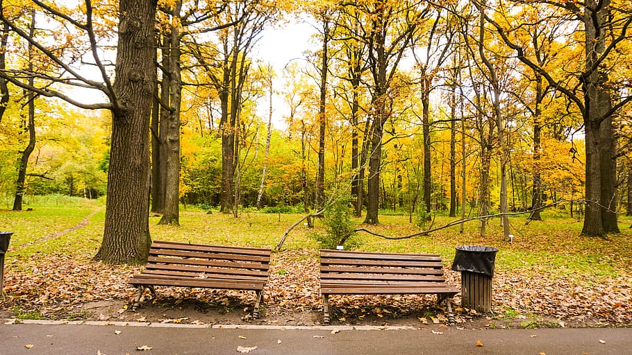 two, brown, wooden, bench, trash, tall, yellow, trees background, nature, autumn
