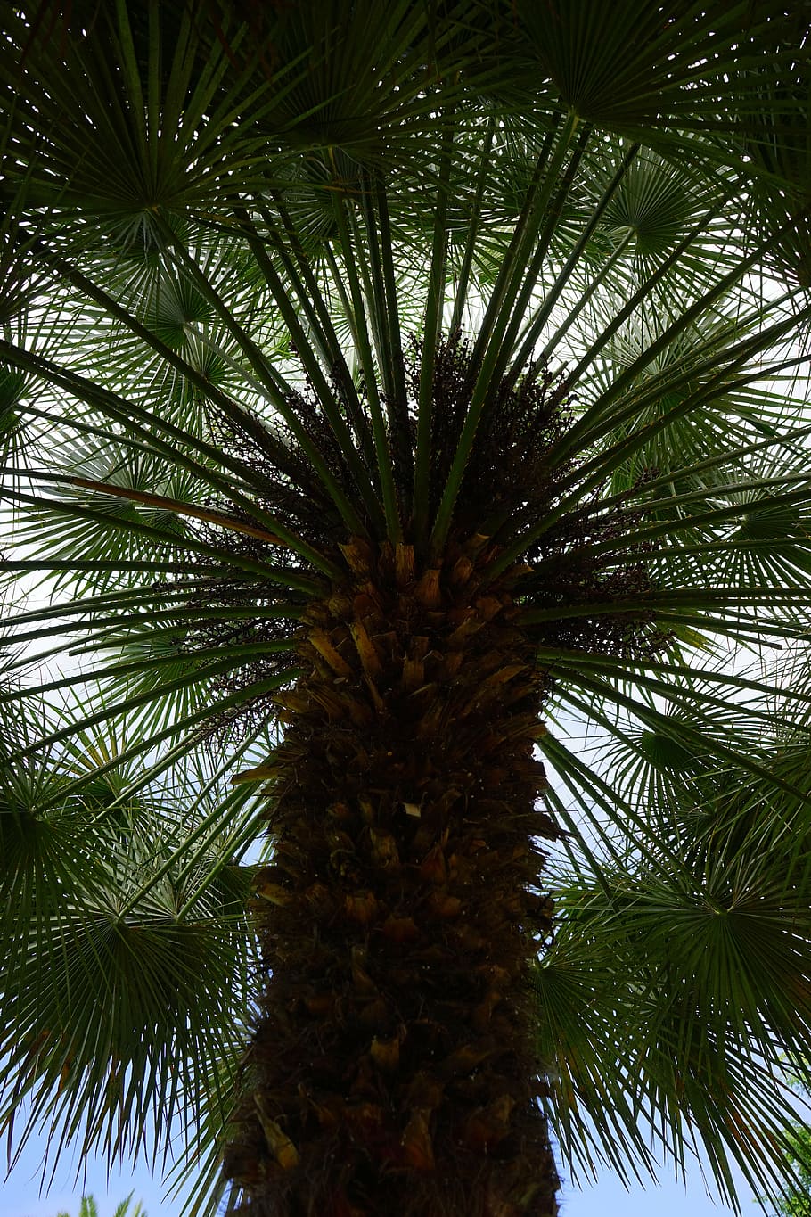 palmera, palmera datilera, árbol, fénix, fénix dactylifera, árbol de sombra, Árbol, clima tropical, planta, crecimiento