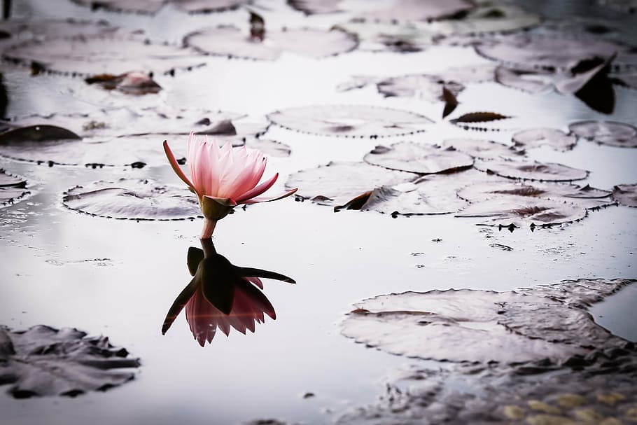 rosa, flor de lótus, corpo, água, lótus, natureza, lagoa, flores, concessão, palácio do mar do sul da china