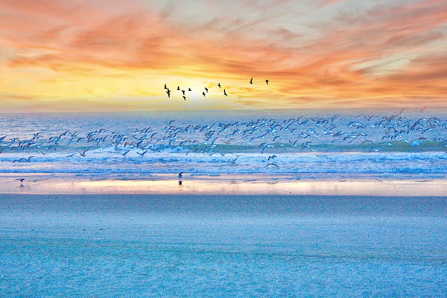 birds, flying, beach, myrtle beach, sunrise, ocean, sand, south, carolina, water