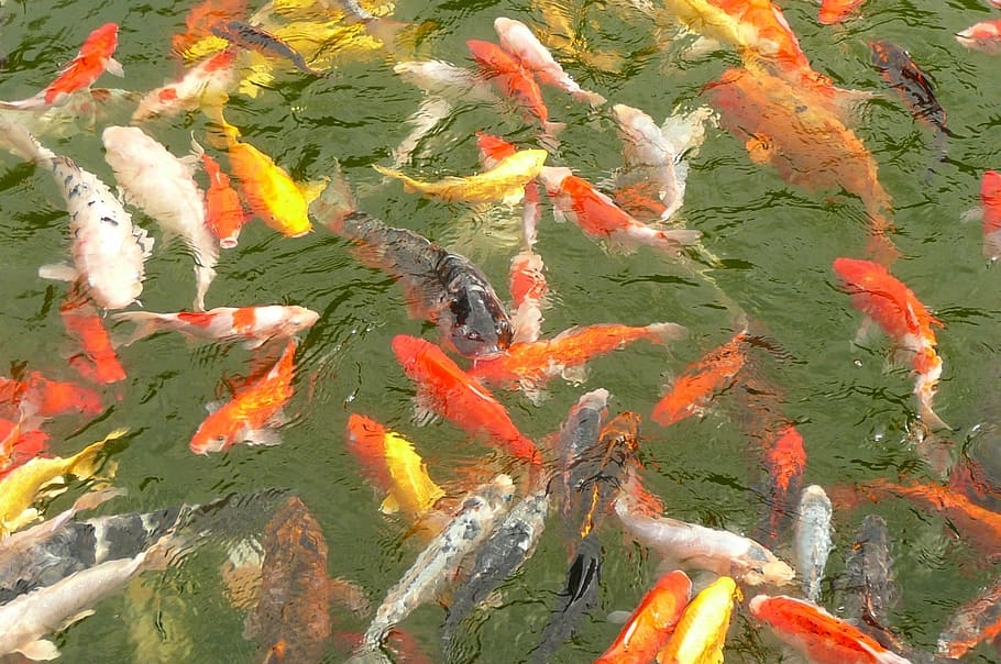 carp, carp swarm, fish, koi carp, large group of animals, high angle view, animal themes, animals in the wild, water, outdoors