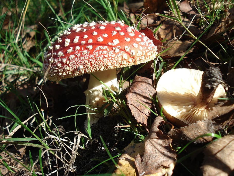 Fly Agaric, Mushroom, Nature, Autumn, fly agaric, mushroom, fungus, toadstool, forest, poisonous, toxic Substance