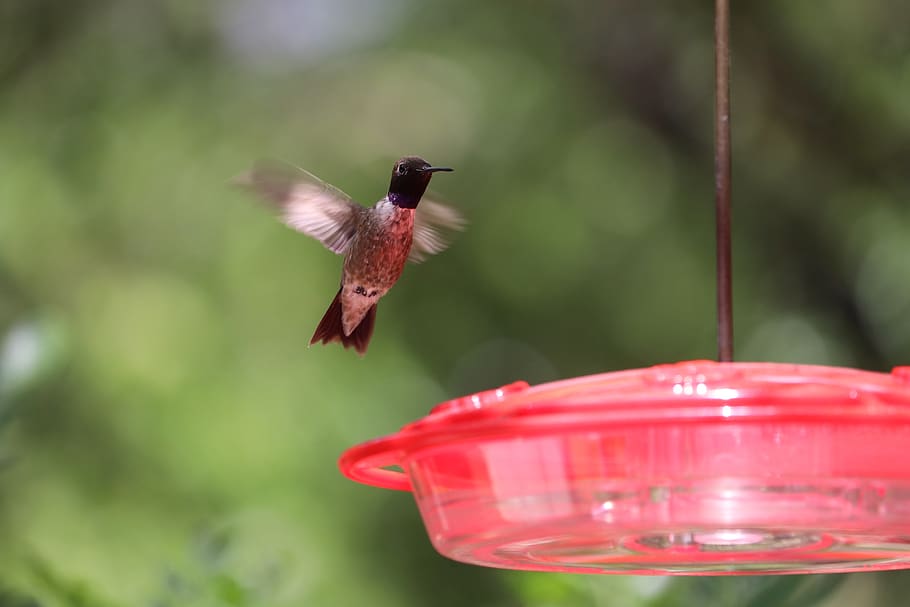 hummingbird, wildlife, closeup, animal, natural, bird, animal themes, animal wildlife, animals in the wild, flying