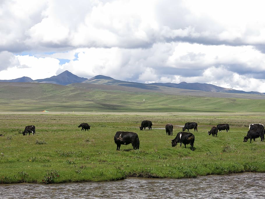 yak, landscape, herd of cattle, litang county sichuan province, prairie, animal, cloud - sky, animal themes, mammal, group of animals