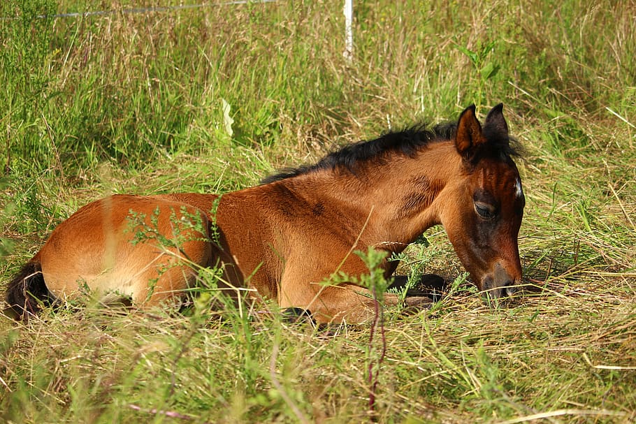 horse, foal, brown mold, suckling, thoroughbred arabian, sleep, pasture, mammal, animal, animal themes
