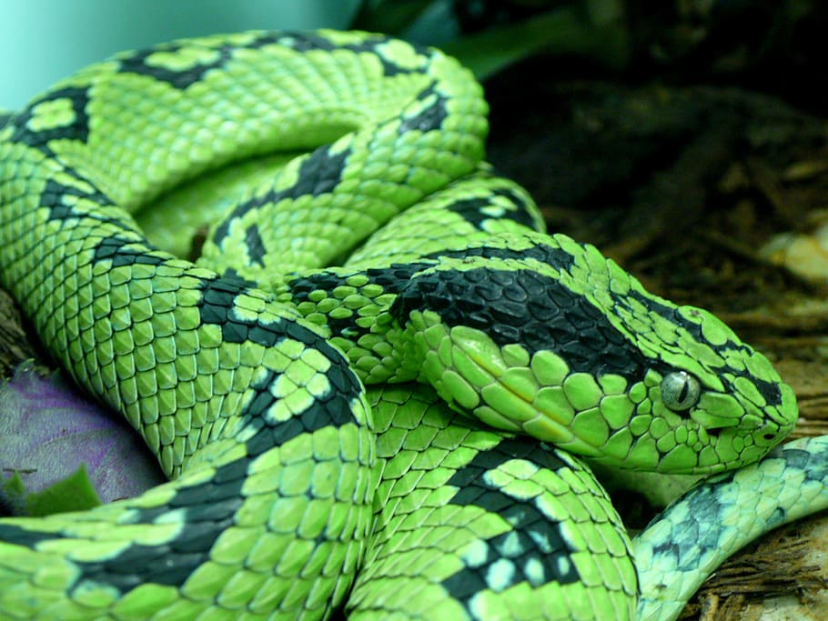 ular, pitviper palem bercak kuning, berbisa, beracun, meksiko, guatamala, predator, margasatwa, bahaya, reptil