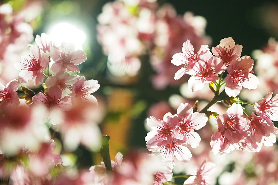 primavera, flores de cerezo, noche, taiwán, 燈, taipei, planta floreciendo, flor, frescura, planta