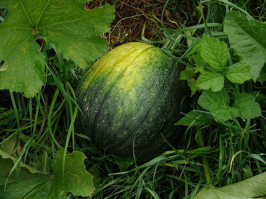 Watermelon, Fruit, Melons, green, pumpkin, vegetable, nature, food, autumn, agriculture