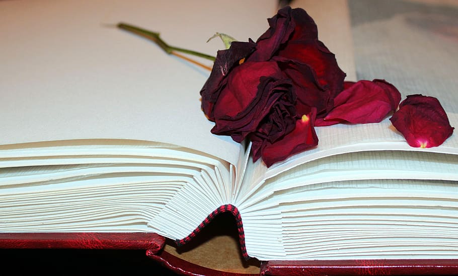 Dried, Photo Album, dried rose, rose petals, silk leaves, memory, red, flower, rose - flower, close-up