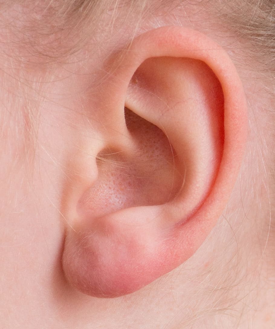 telinga manusia kiri, Telinga, dengar, pendengaran, organ indera, persepsi, manusia, orang, daun telinga manusia, muda