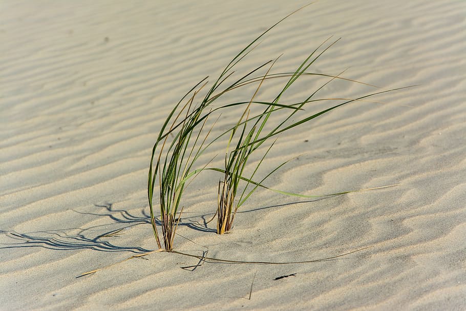 grama na areia, verde, grama, natureza, deserto, areia, balanço, padrões, ondulado, linhas