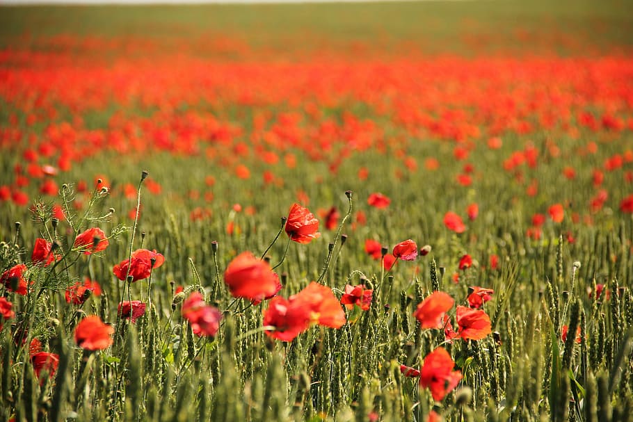 selective, focus photo, red, poppy flower field, field, poppy, corn poppy, flowers, nature, field poppy