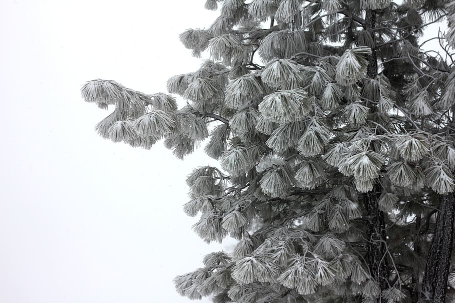 pine, ponderosa pine, ponderosa, nature, forest, tree, natural, outdoor, snow, winter