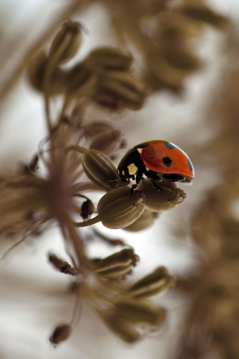 ladybird, red, ladybug, insect, nature, macro, seeds, brown, tan, neutral