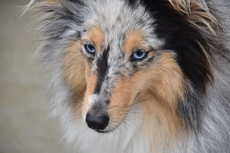 cão, cão pastor de shetland, filhote de cachorro, retrato do cão, próximo cão, olhos azuis raça do cão, cadela nobreza-azul, cadela cão pastor de shetland, focinho, cor azul merle