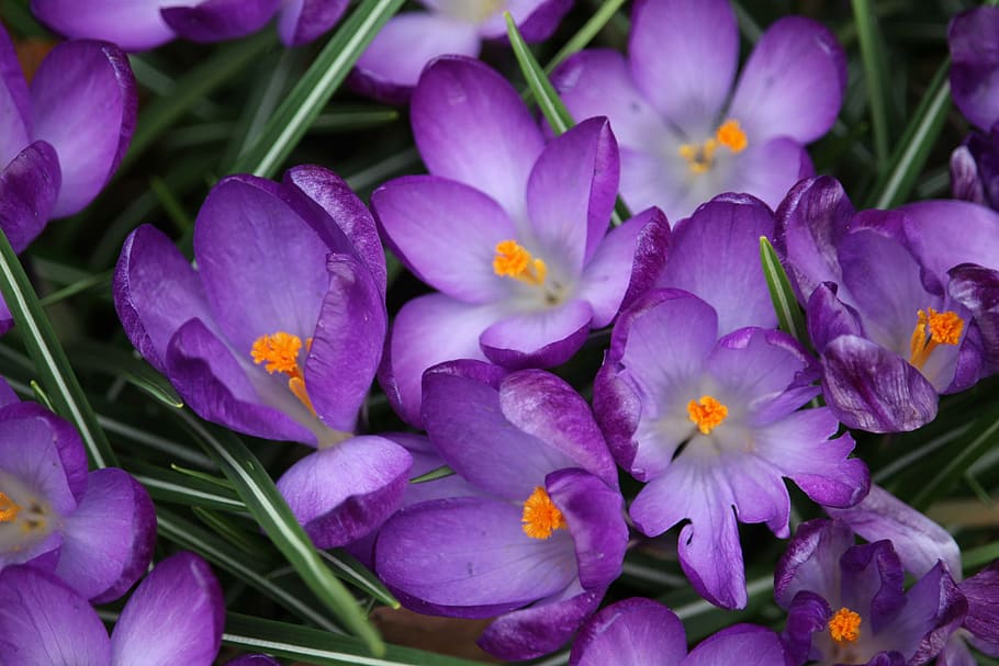 crocus, flower, purple, spring, flowering plant, plant, petal, freshness, beauty in nature, vulnerability