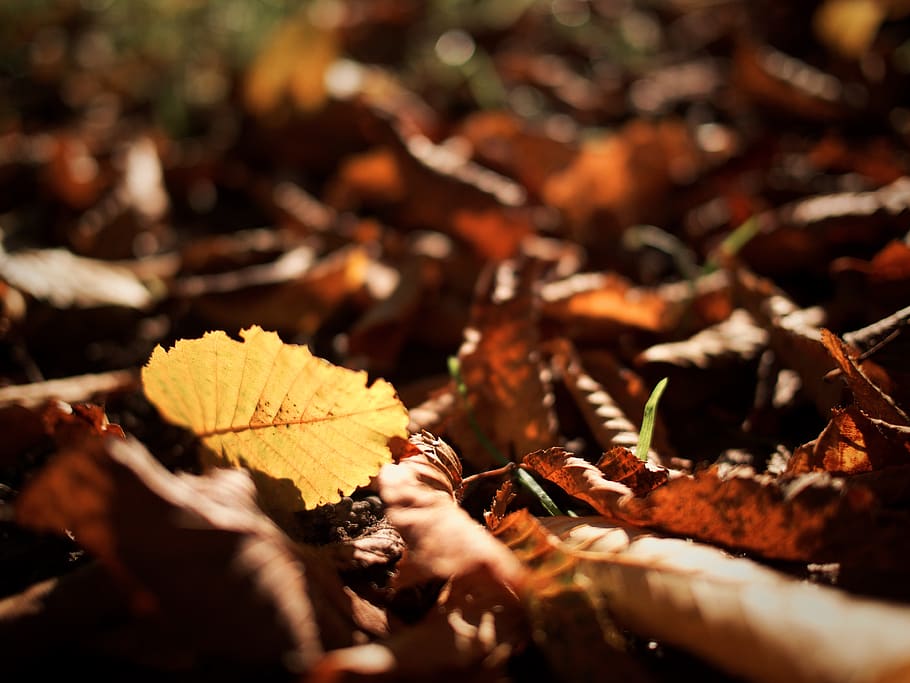 nature, landscape, leaves, dried, autumn, fall, leaf, plant part, change, selective focus