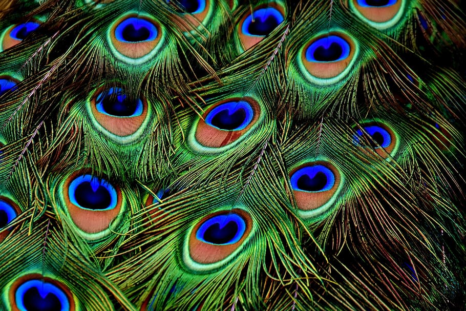 macro photograph, peacock feathers, plumage, iridescent, animal, peacock, pride, colorful, peacock wheel, nature