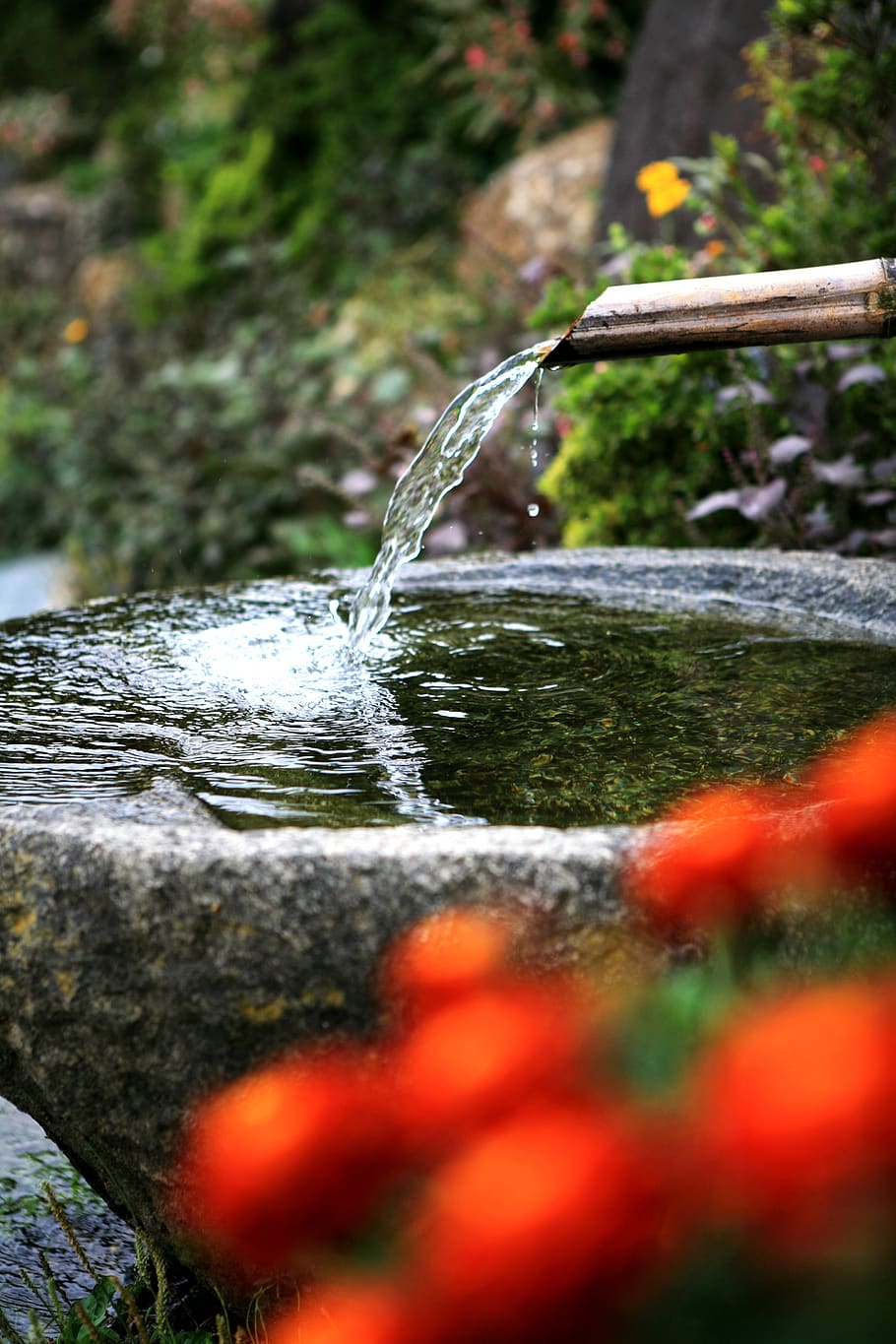 gutter, ong reach glands, drinking water, medicinal water, water, motion, nature, selective focus, day, falling
