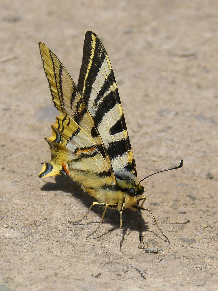 butterfly zebra, polidario, scarce swallowtail, butterfly, xuclallet, nature, animalia, insect, wild life, animal wildlife
