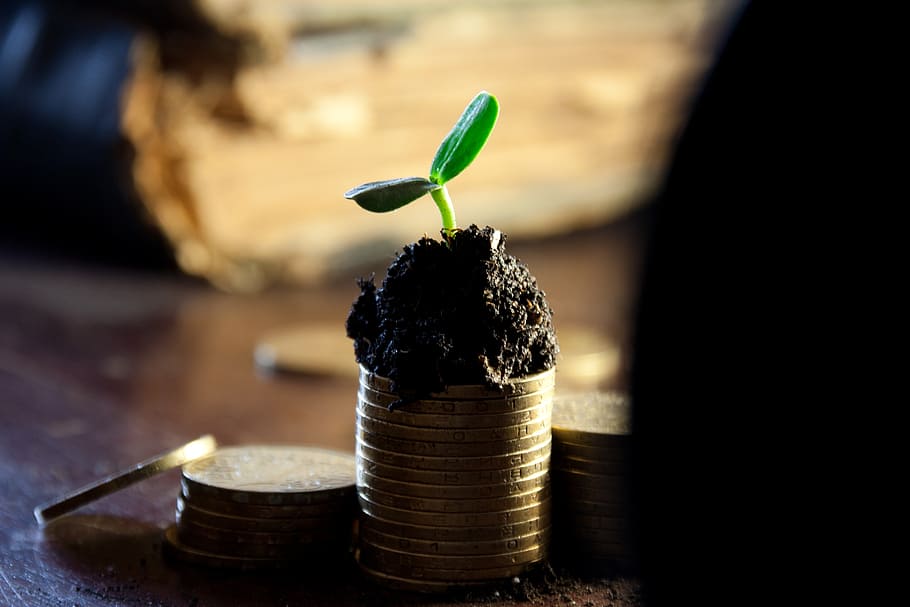 緑の植物, お金, 銀行, 預金, 成長, 収入, 配当, コイン, ゴールド, ロストック