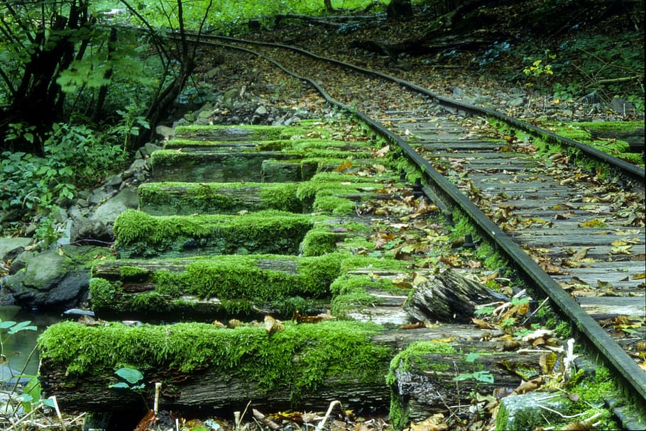 railway, abandoned, moss, forest, spring, plant, tree, green color, nature, rail transportation