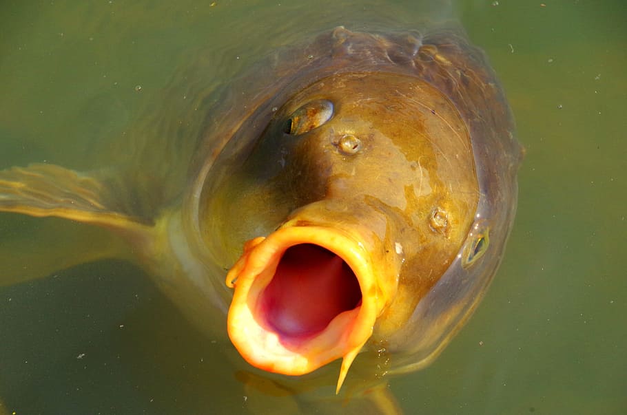 Carp, Mouth, Water, Japan, Natural, river, green, water sources, summer, light