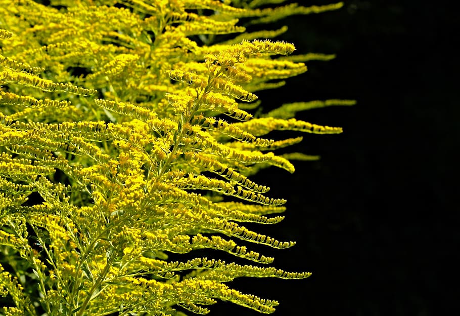 green plant, golden rod, gold diamond, herbaceous plant, flora, flowering plant, bee-friendly, nature, park, yellow