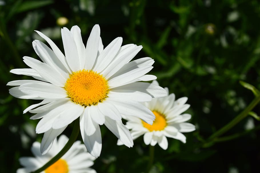 Daisy, Flowers, White, white flowers, white daisies, macro, chamomile, summer, closeup, june
