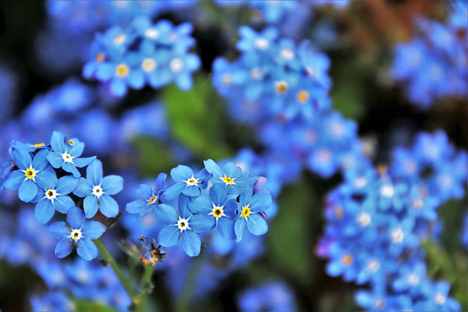 blue flowers, blue, nots, flower, spring, may, nature, plant, garden, leaf