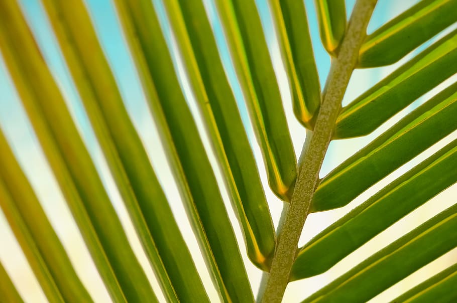green, palm tree leaf, close-up photography, close up, leaves, plant, leaf, macro, palm, summer