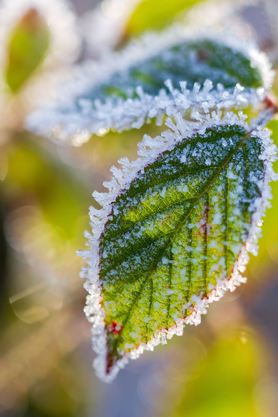leaf, tree leaf, winter, nature, frost, cold, frozen, leaf veins, close-up, beauty in nature