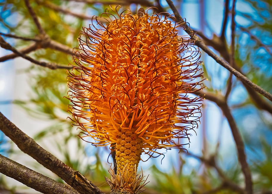 Banksia, Tree, Fruit, Thorny, thorny banksia, exotic, bloom, plant, spring, nature