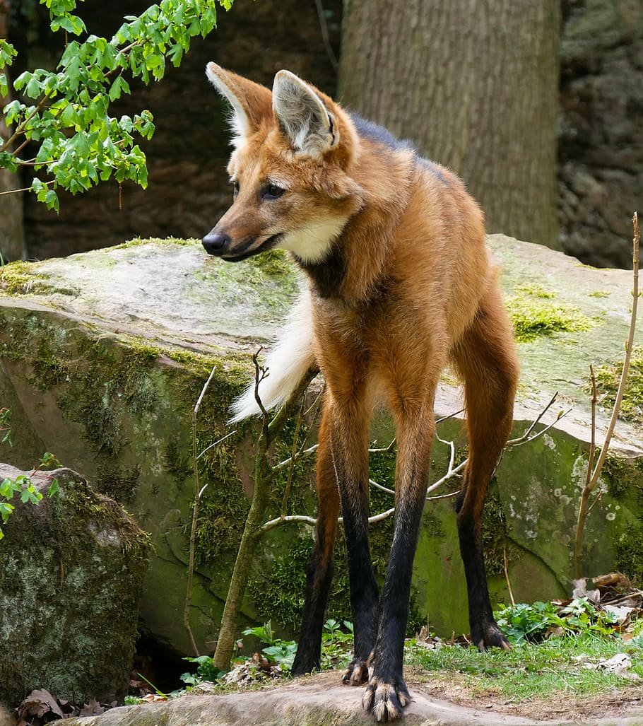 fox, standing, front, gray, rock, animal world, wolf, maned wolf, mammal, predator